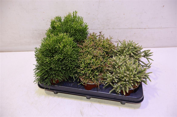 <h4>Rhipsalis Gem</h4>
