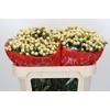 Hypericum Cool Romance