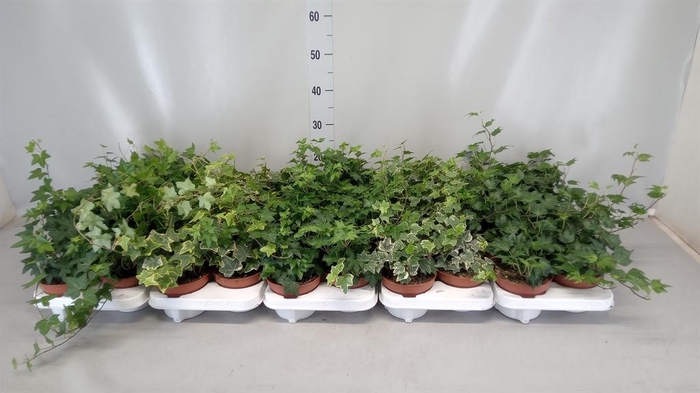 <h4>Hedera helix   ...</h4>