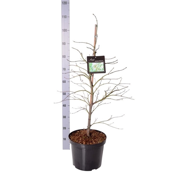 <h4>Acer pal. 'Dissectum'</h4>