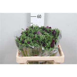 Anem Co Galil Bordea