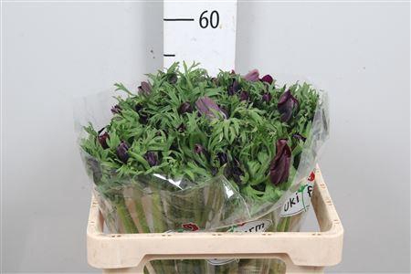 <h4>Anem Co Galil Bordea</h4>