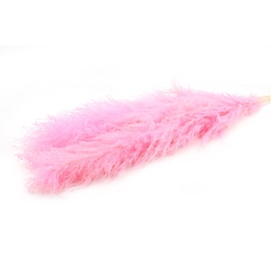 Dried Cortaderia Dadang Lilac 140cm P Stem