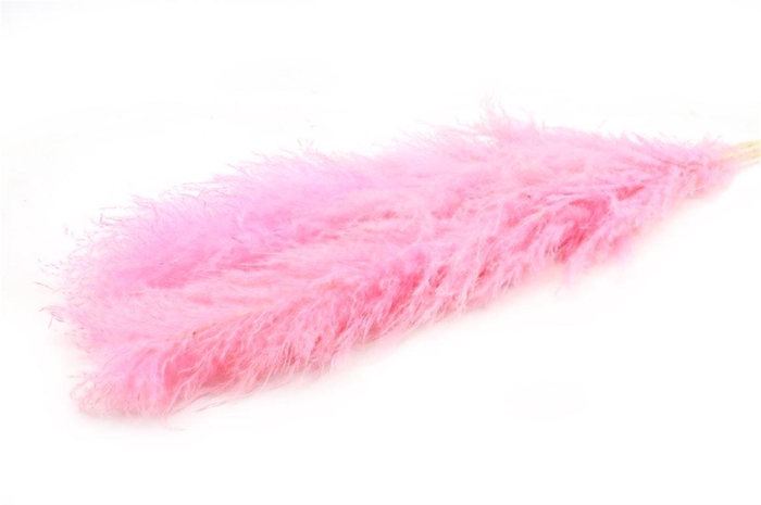 <h4>Dried Cortaderia Dadang Lilac 140cm P Stem</h4>