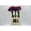 Allium Purper