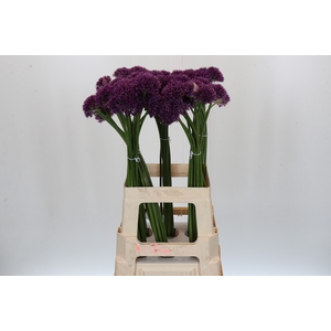 Allium Purper