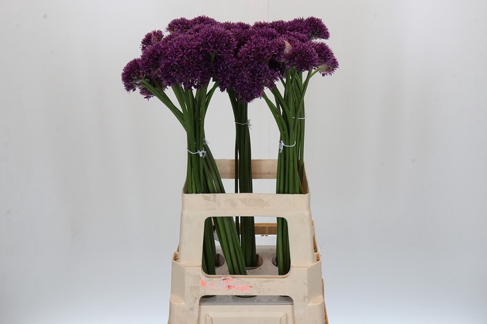 Allium Purper