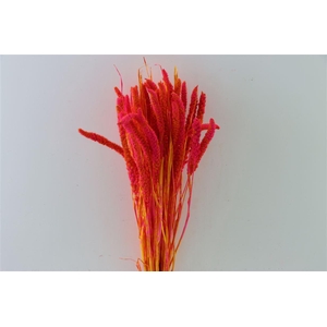 Dried Artz Setaria Dali Bunch