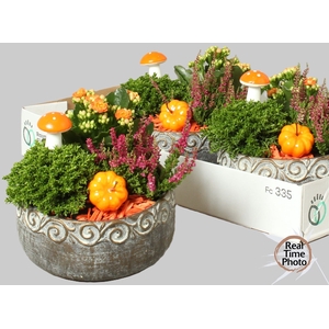 ARR TUINPLANTEN