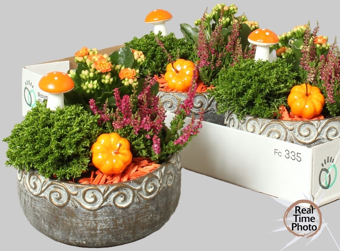 <h4>ARR TUINPLANTEN</h4>