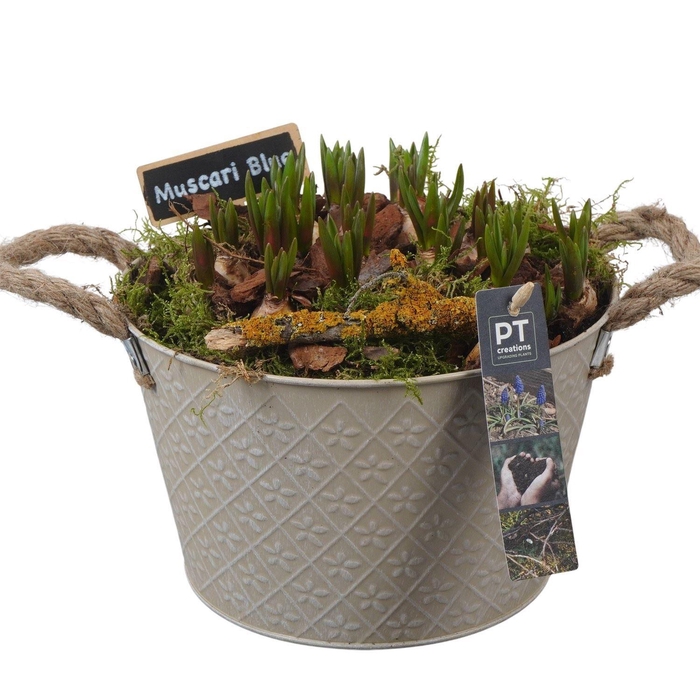 <h4>Arr.  Muscari L%</h4>