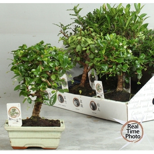 BONSAI GEM