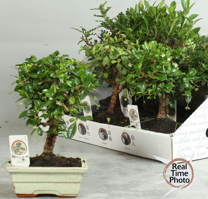 BONSAI GEM