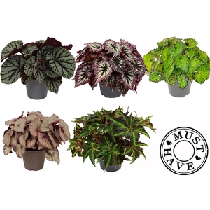 Bladbegonia Rex Mix MUST HAVE