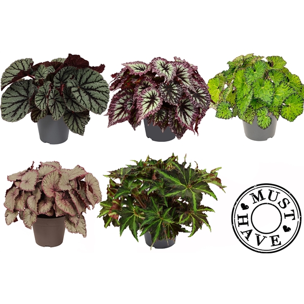 <h4>Bladbegonia Rex Mix MUST HAVE</h4>