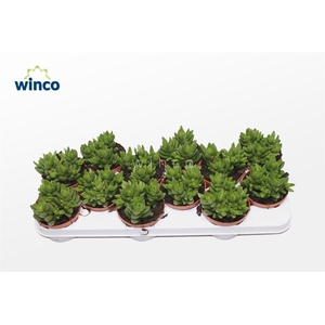Crassula Ben (group)