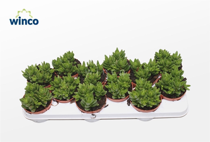 <h4>Crassula Ben (group)</h4>