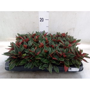 Peperomia caperata 'Rosso'