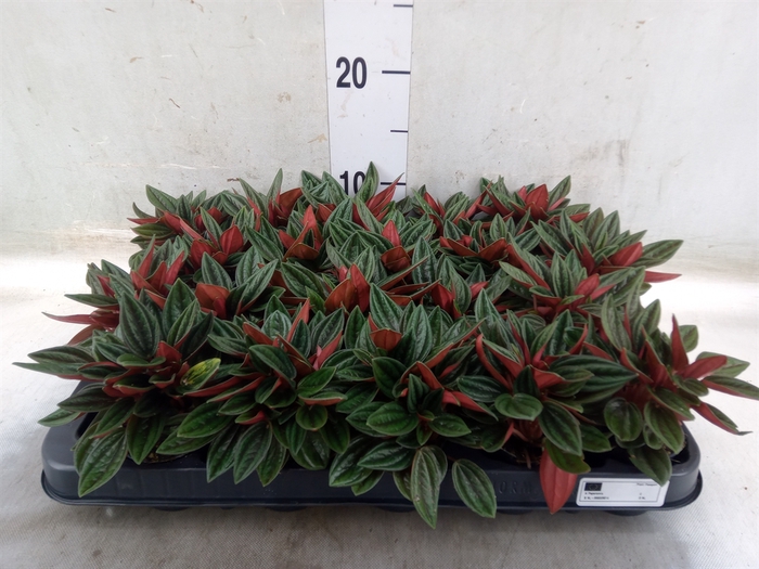 <h4>Peperomia caperata 'Rosso'</h4>