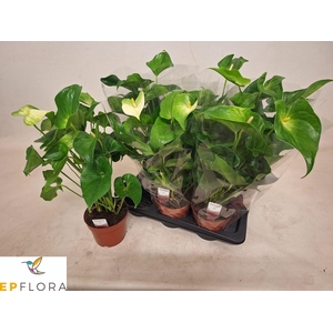 ANTHU WHISPERIN LOVE