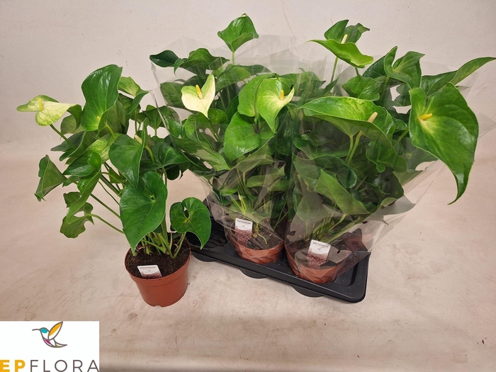 <h4>ANTHU WHISPERIN LOVE</h4>