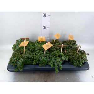 Sedum makinoi 'Kosmosje'