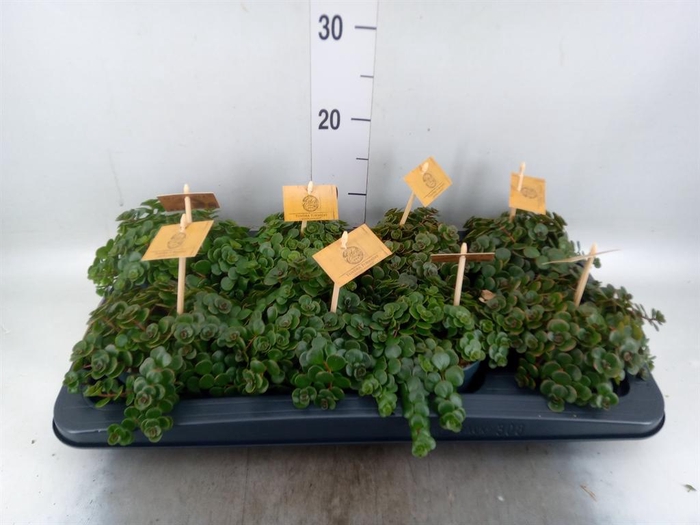 <h4>Sedum makinoi 'Kosmosje'</h4>