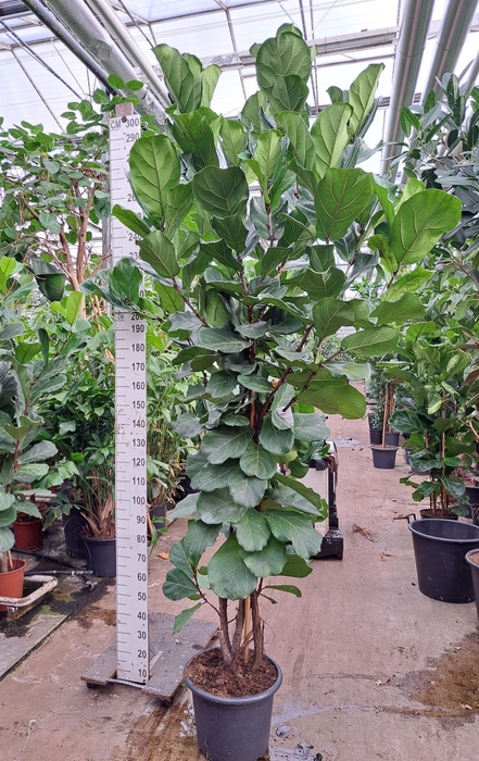 <h4>Ficus lyrata</h4>