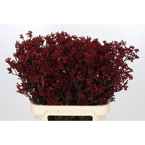 Anigozanthos Red Gem