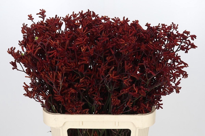 <h4>Anigozanthos Red Gem</h4>