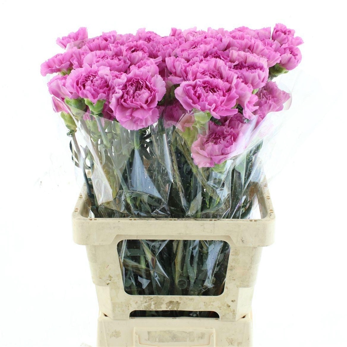 <h4>DI ST AKELA</h4>