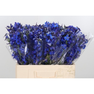 Delphinium Deldonna Blue