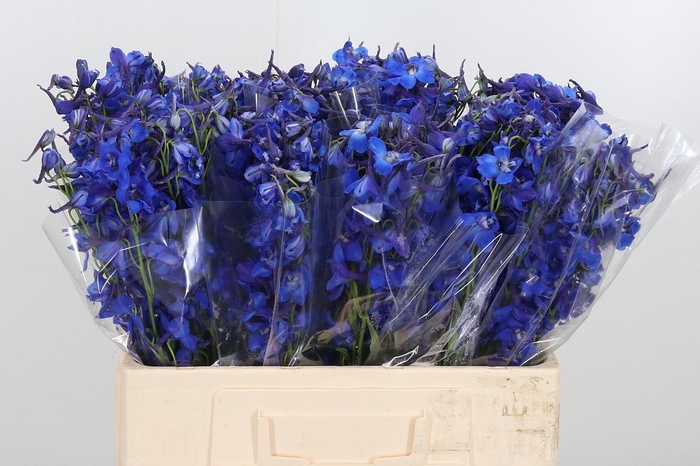 <h4>Delphinium Deldonna Blue</h4>