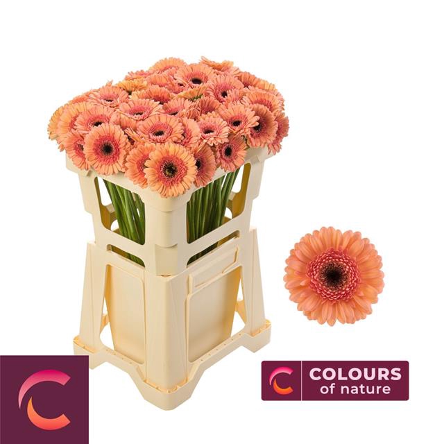 GE MI COOKIE N CREAM