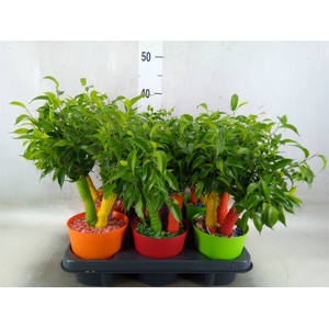 Ficus benja. 'Natasja'