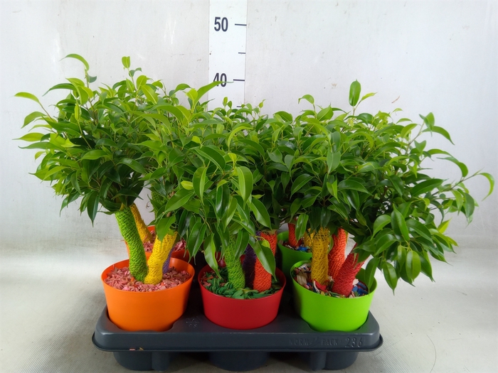 <h4>Ficus benja. 'Natasja'</h4>
