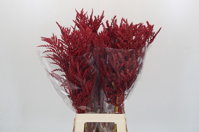 <h4>Bromelia Red Paloma</h4>