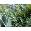 AROMATIC HERBS MIX IN BUNCH 500GR