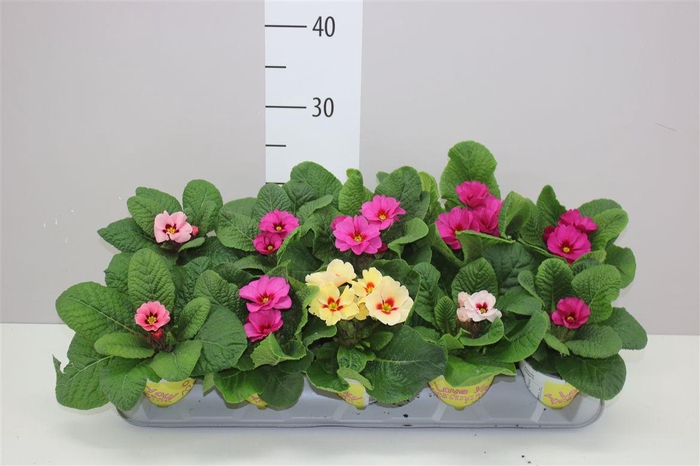 <h4>Primula Ily Specials - Raesberry Mix</h4>