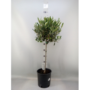 Olea europaea