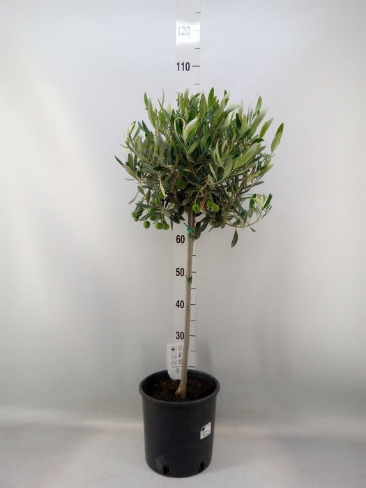 <h4>Olea europaea</h4>