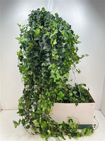 <h4>Hed He Wonder</h4>