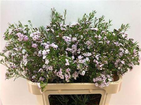 <h4>Chame Un Danc Queen</h4>