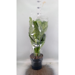 Dieffenbachia seg. 'Reeva'