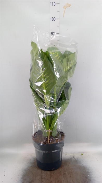 <h4>Dieffenbachia seg. 'Reeva'</h4>