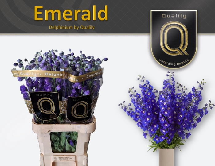 <h4>DELPH DU EMERALD 90CM X40</h4>