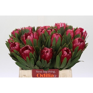 Protea Brenda