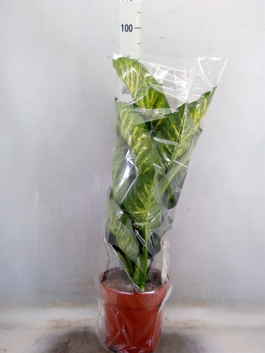 <h4>Dieffenbachia seg. 'Maroba'</h4>