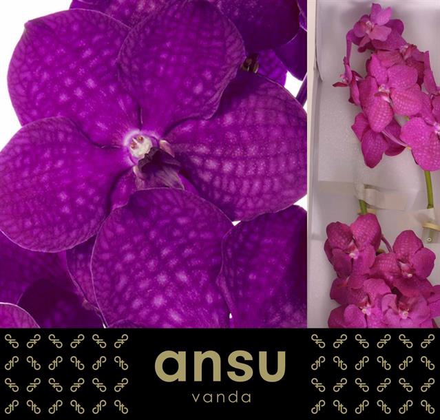 VANDA NI RASP CERISE