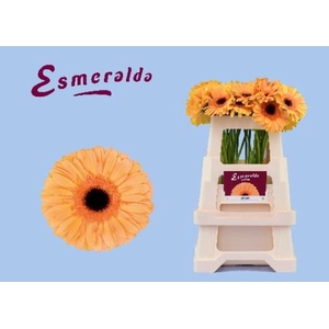 GERBERA JETSET